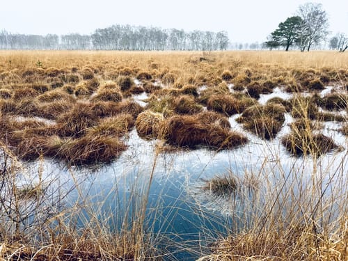 Ohlstedt - Wohldorfer Wald - Duvenstedter Brook