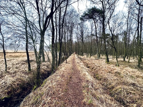 Ohlstedt - Wohldorfer Wald - Duvenstedter Brook