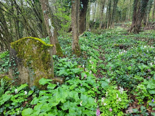 Mittelalterpfad (Traumpfad)