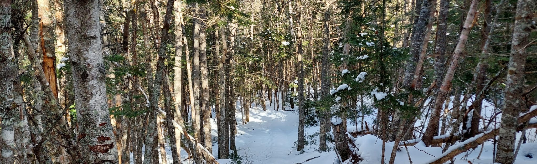 Black River Bridge Trail, New Brunswick, Canada 7 Reviews, Map