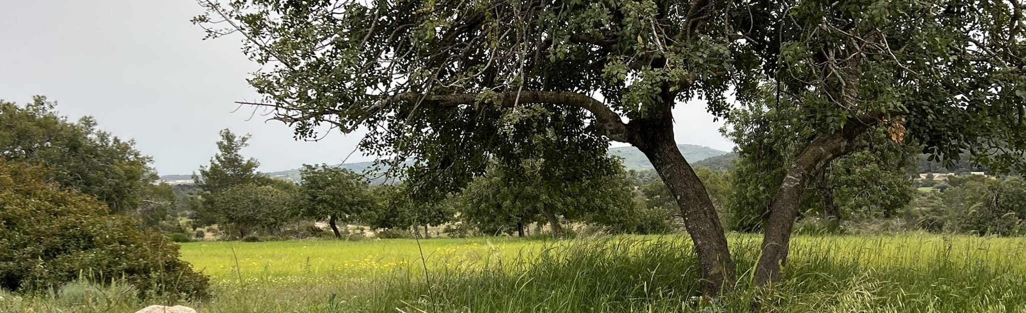 Neo Chorio Loop, Paphos, Cyprus 7 Reviews, Map AllTrails