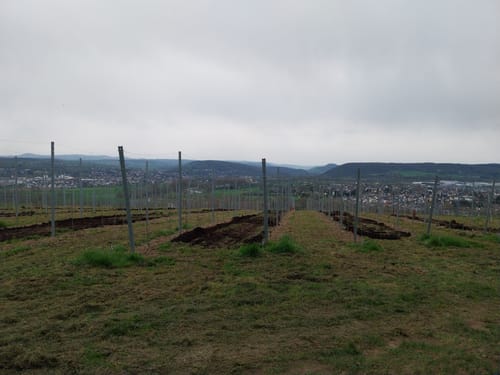 Rundwanderweg Dattenberg - Verschönerung (LZ4)