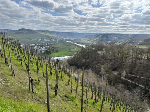Thoernicher Ritsch