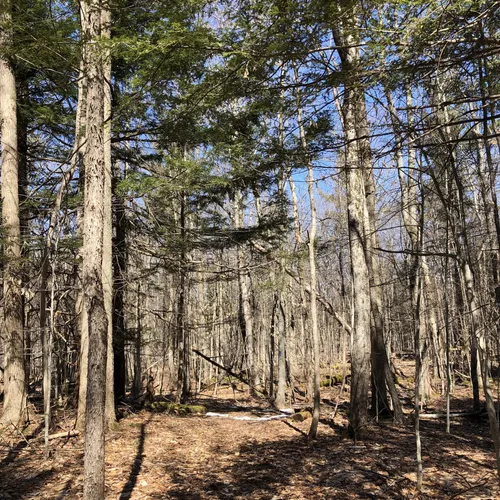 2023 Best Bird Watching Trails in Delanson AllTrails