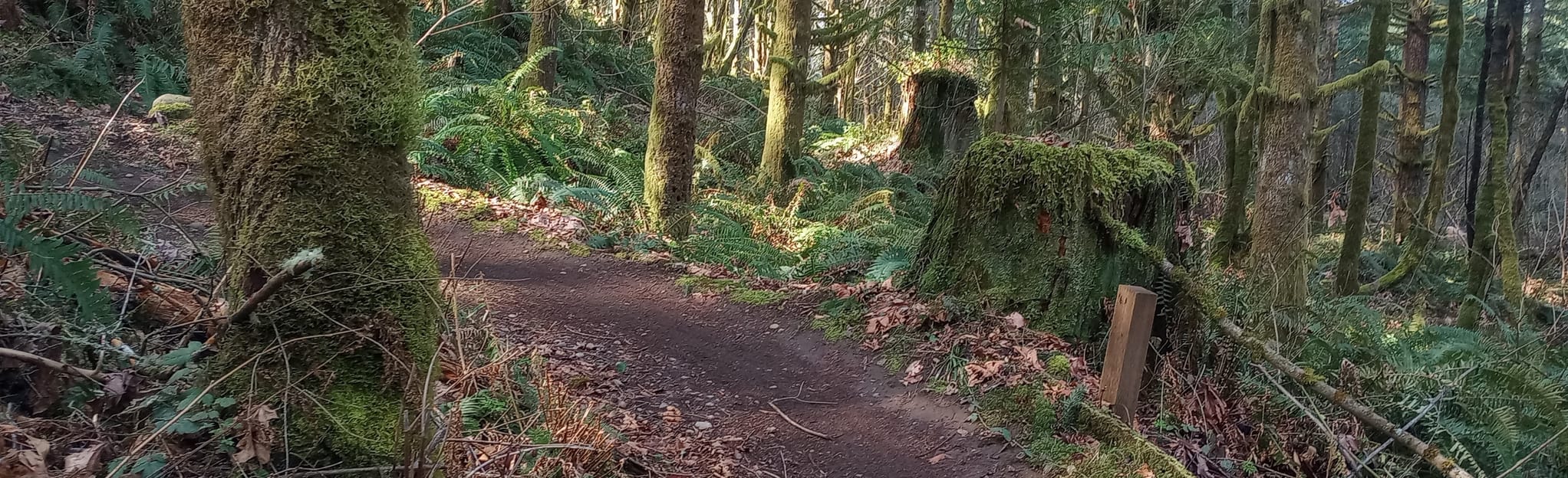 Trials, Revival, Knucklehead, Walk-Up, Redemption, and Real Life Loop ...