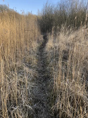 Best Hikes and Trails in Arriesjön-Risebjär naturreservat | AllTrails