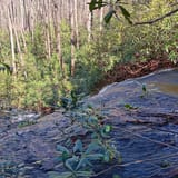 Butter Gap to Cat Gap Trail , North Carolina - 461 Reviews, Map | AllTrails