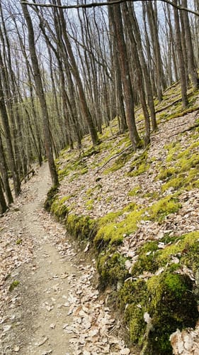 Dünnbach-Pfad (Traumschleife)