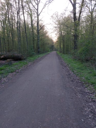 Chorbusch - Hügelgräber - Knechtsteden