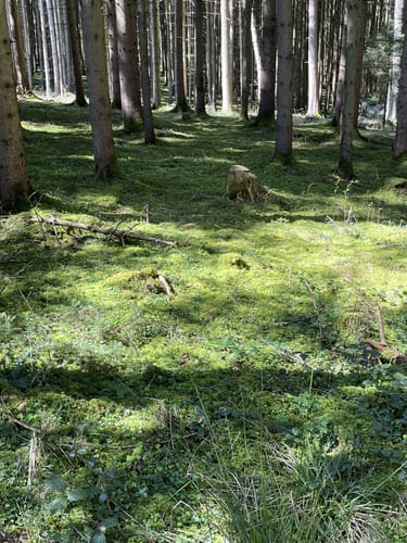 Durch den Altowald zu den Ilmquellen