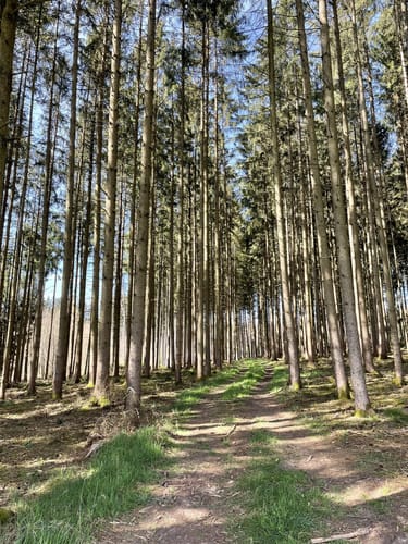 Durch den Altowald zu den Ilmquellen