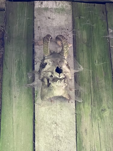 Durch den Altowald zu den Ilmquellen