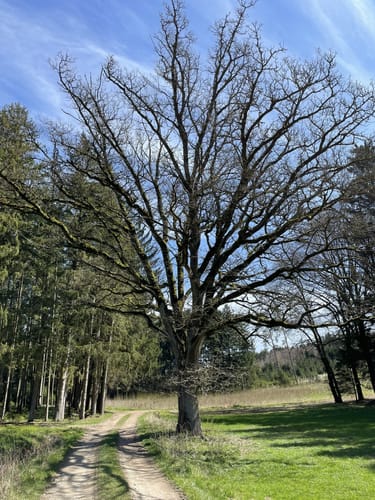 Durch den Altowald zu den Ilmquellen