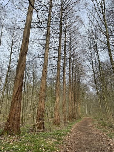 Hofhölzung Runde