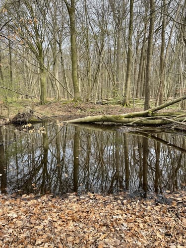 Hofhölzung Runde