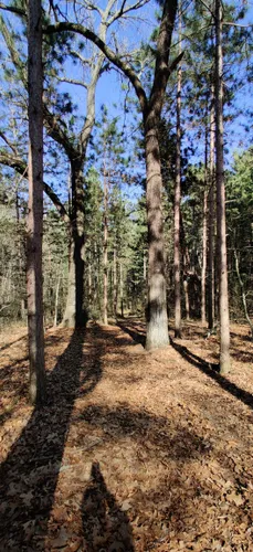 Best Hikes and Trails in Sand Ridge State Forest | AllTrails