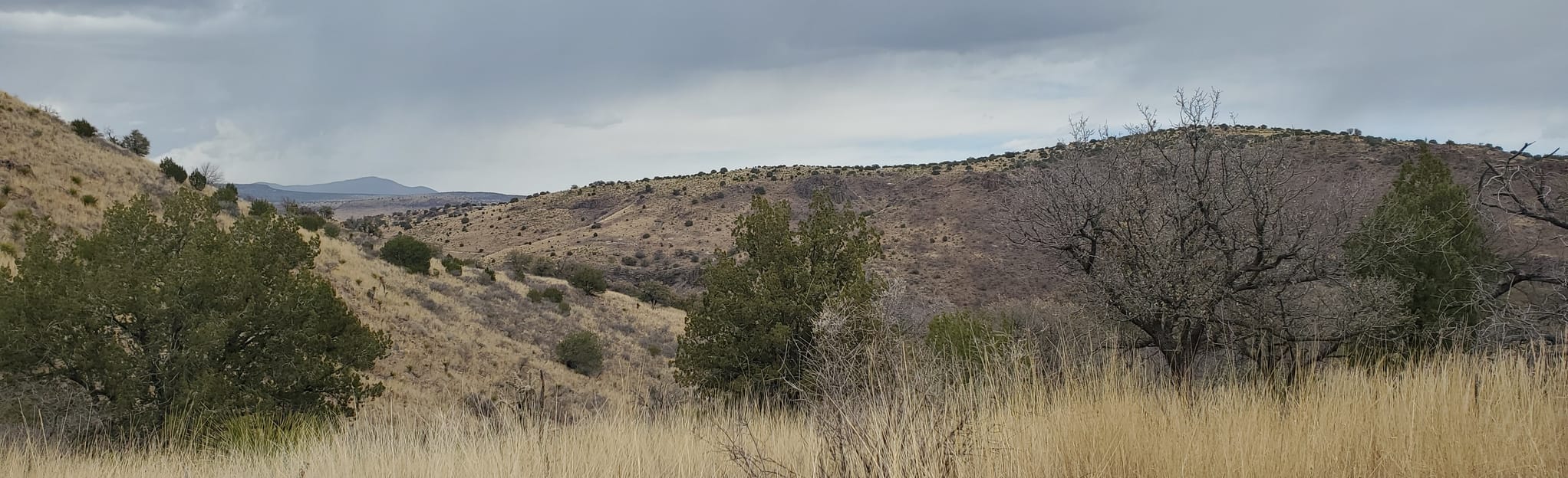 Montezuma Quail Trail 88 Reviews, Map Texas AllTrails
