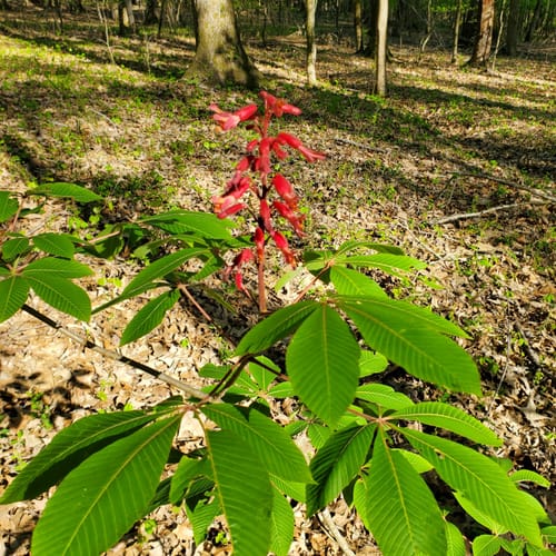 Best Hikes and Trails in International Harvester Managerial Park