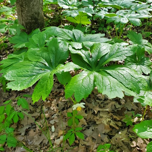 Best Hikes and Trails in International Harvester Managerial Park