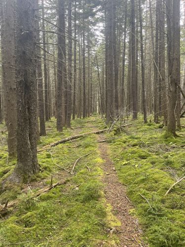 Best Hikes and Trails in Cranberry Wilderness | AllTrails