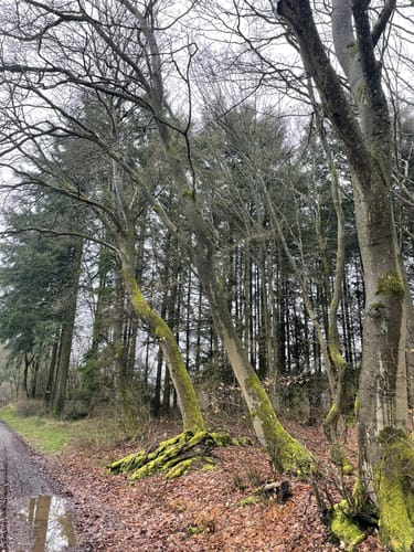 Zweiburgen-Extratour (Premiumwanderweg)