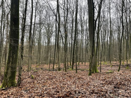 Zweiburgen-Extratour (Premiumwanderweg)