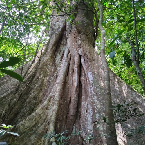 2023 Best Waterfall Trails in Rincon de la Vieja National Park | AllTrails