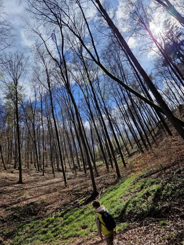 Rundwanderweg Alsbach-Hähnlein Sperbergrund 8: Jossa-Weg