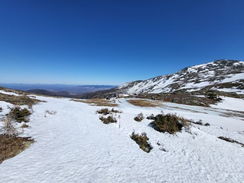 are dogs allowed on mount washington