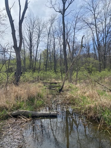 Best Hikes and Trails in Lyman Woods Forest Preserve | AllTrails