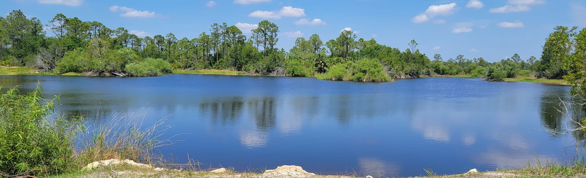 Pop Ash Creek Preserve Wetland Loops 36 foto's Florida AllTrails