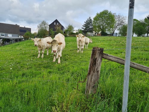 Hungenbach Runde