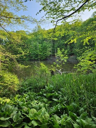 Basket running trail hotsell