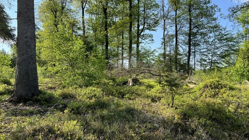Werkhausen Waldrunde