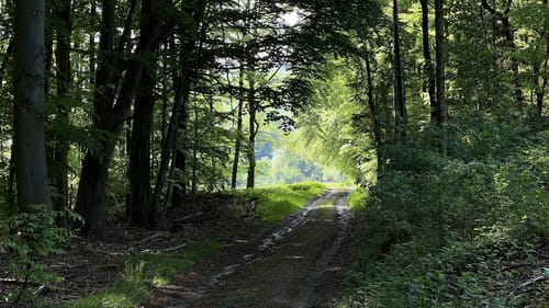Werkhausen Waldrunde