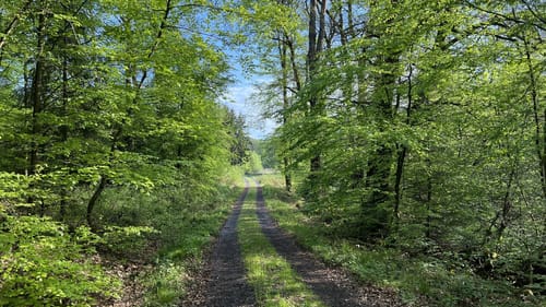Werkhausen Waldrunde