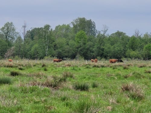 Von Riedheim zum Leipheimer Moos