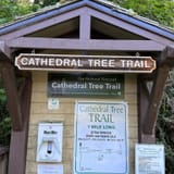 Cathedral Tree Trail, Oregon - 869 Reviews, Map | AllTrails