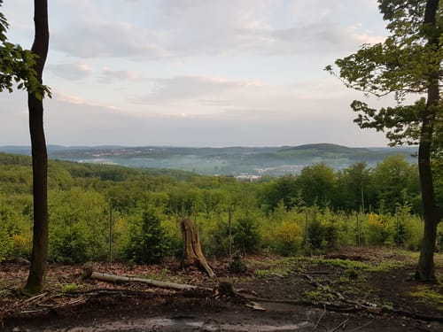 Buchenholz und Arenberg