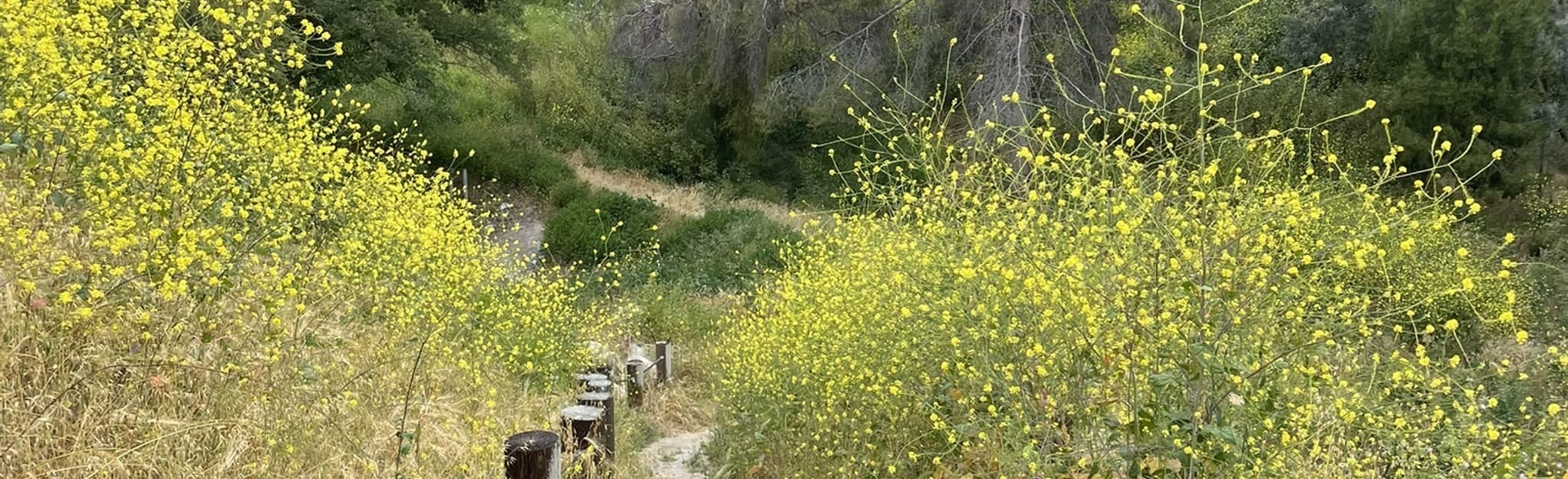 AllTrails Peck Park Loop 190 Reviews, Map California