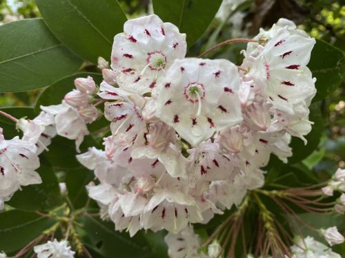 Purse laurel flowers