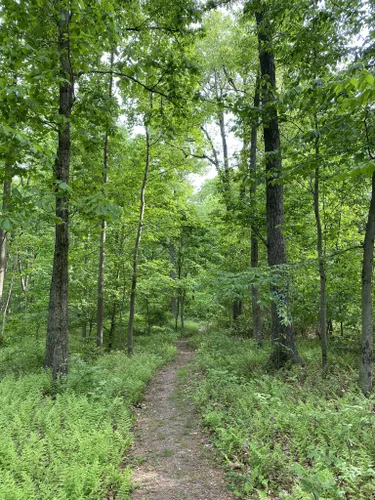 Best Hikes and Trails in Ephraim Malickson Wildlife Sanctuary | AllTrails