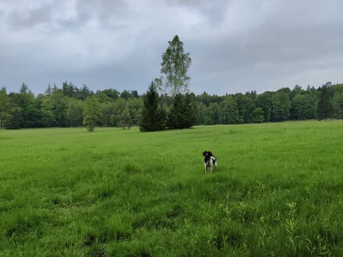 Tettnangerwald ab Laimnau