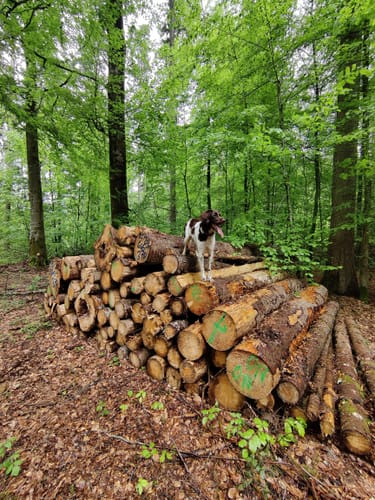 Tettnangerwald ab Laimnau