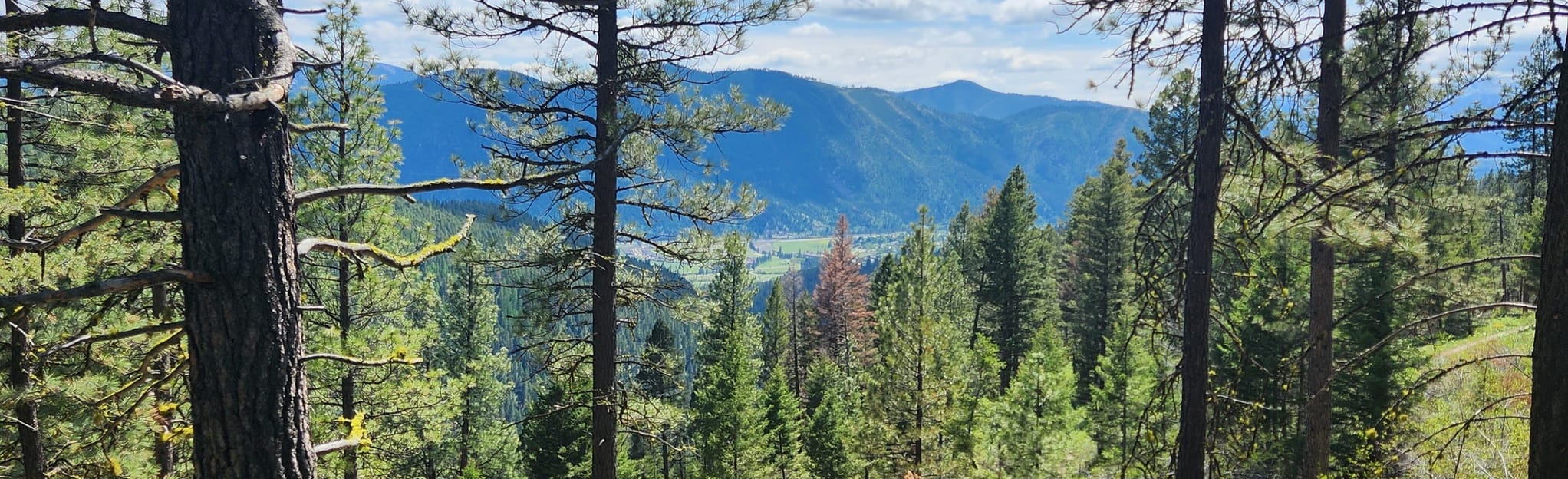 Sheep Mountain from Rattlesnake Trail 8 Reviews, Map Montana AllTrails