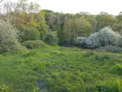 Purewell Meadows Local Nature Reserve - Christchurch