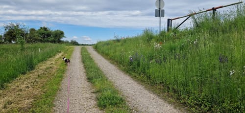 Naturpark Helmlingen: Altrheinweg