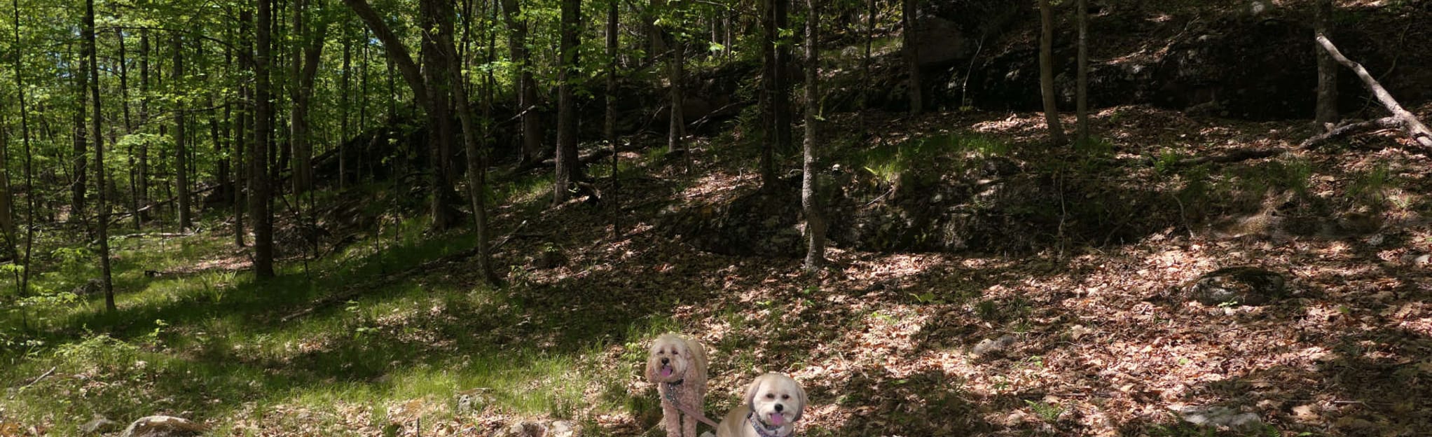 SimpsonWood Preserve Loop, Connecticut 54 Reviews, Map AllTrails