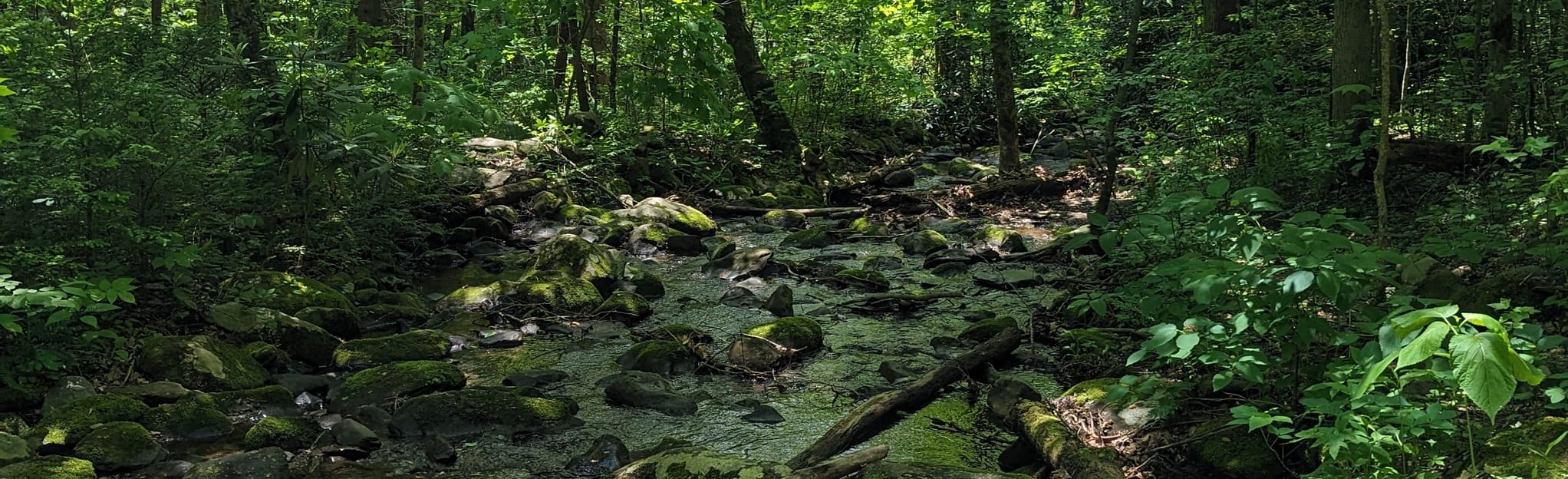 Hickory Flats Quiet Walkway, Tennessee 89 Reviews, Map AllTrails