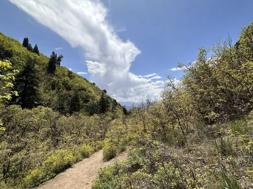 se permiten perros en el bosque nacional uinta wasatch cache